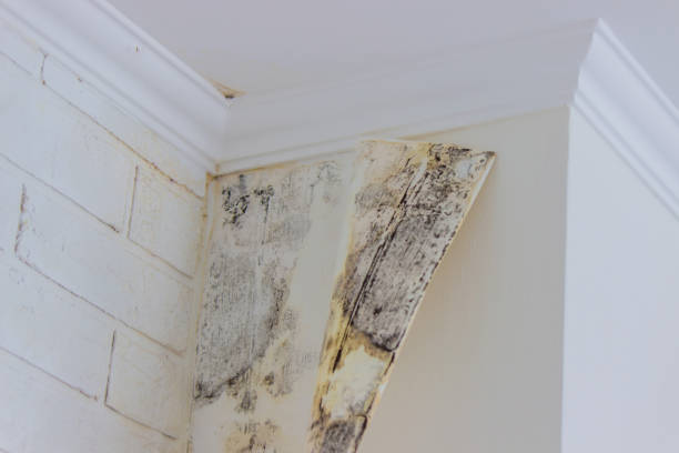 Water damage restoration mold remediation in Spiro, OK